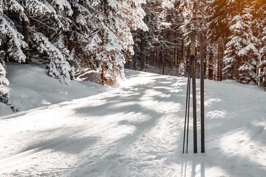cross-country skiing in the woods in the snow in winter.