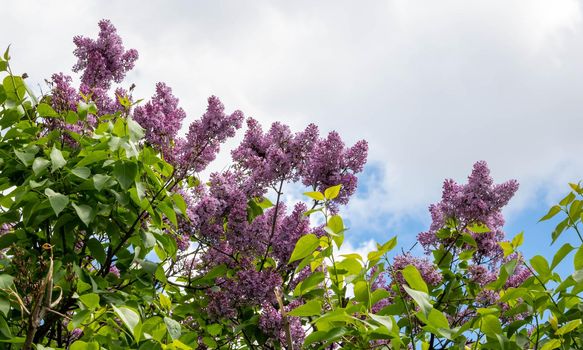 Blooming lilac against the sky. Beautiful purple lilac flowers outdoors. Lilac flowers on the branches.