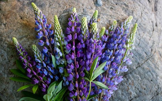 A bouquet of lupines isolated against a gray stone background.
