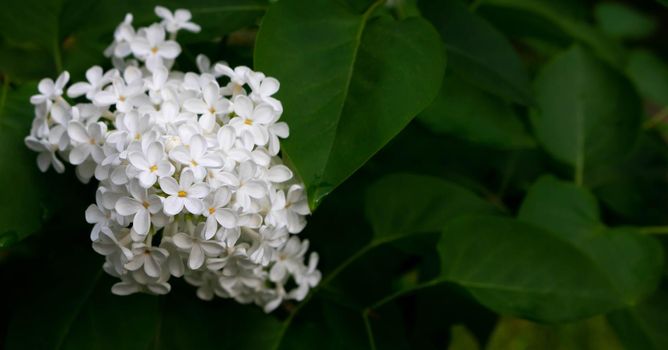 Brush of white blooming lilac on the background of leaves.