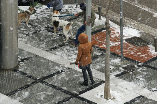 Day view of unidentified people with their canine in warm clothes during heavy snowfall at a city sidewalk.