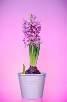 Blooming pink Hyacinths in a flower pot on a pink background.
