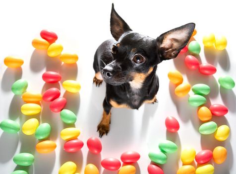 easter bull terrier  dog with  eggs isolated on white background for the holiday season