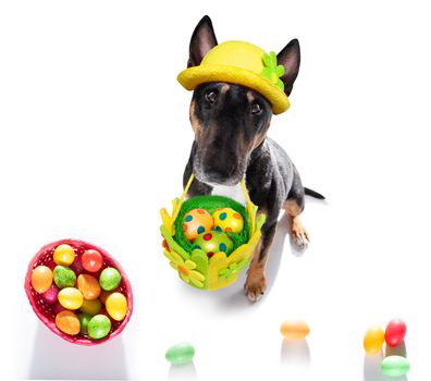 easter bull terrier  dog with  eggs isolated on white background for the holiday season