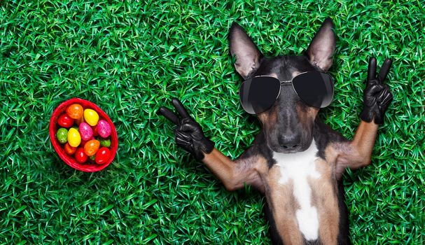 easter bull terrier  dog with  eggs isolated on white background for the holiday season