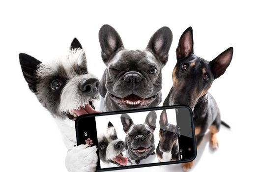 team group row of dogs taking a selfie isolated on white background, smile and happy snapshot