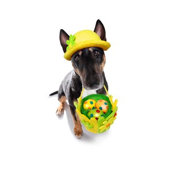 easter bull terrier  dog with  eggs isolated on white background for the holiday season