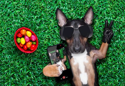 easter bull terrier  dog with  eggs isolated on white background for the holiday season