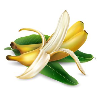 Composition of ripe bananas and palm leaves. Realistic style illustration.
