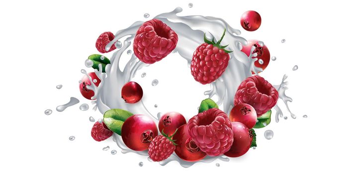 Fresh cranberries and raspberries and a yogurt or milk splash on a white background. Realistic style illustration.