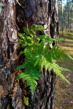Vertical photo. A green fern grows from a tree trunk