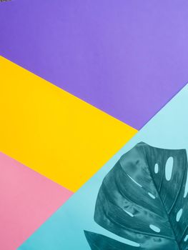Colorful colored paper background with tropical leaf. Set design mock up. Copy space for text. Abstract pattern can use for design, wallpaper
