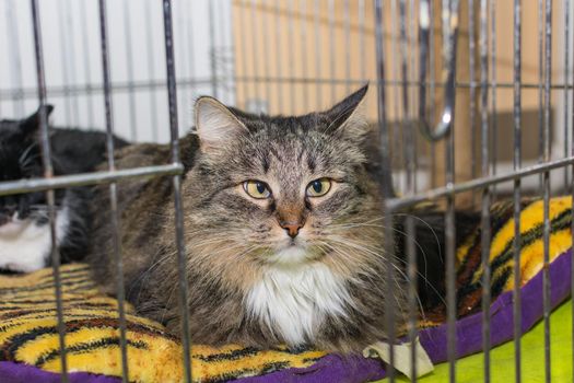 A cat suffering from strabismus lies in a cage in a veterinary clinic