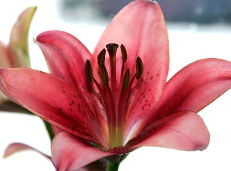 A close up of a pink lily flower.