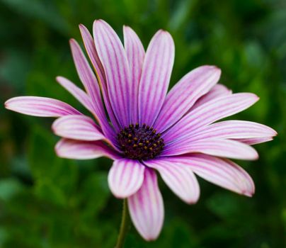 A close up of a purple flower. Depth focus