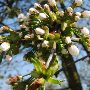 A close-up of blossom in an apple tree. The buds are still closed