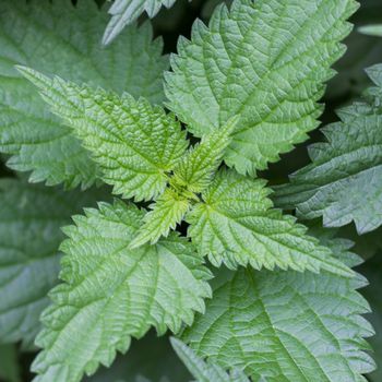 A close-up of stinging nettles shot from above.