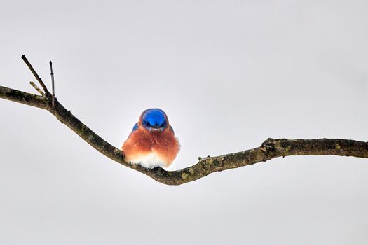 Puffed up male Eastern Bluebird perched on a branch with snowy background.