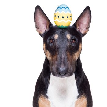 easter bull terrier  dog with  eggs isolated on white background for the holiday season