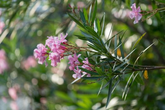 Pink flowers of oleander on the lush Bush on blurred green background with bokeh