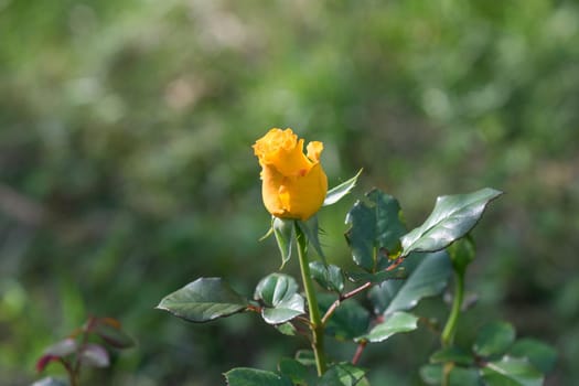 Bud yellow roses blooming in the garden on dark green blurred background of thick grass
