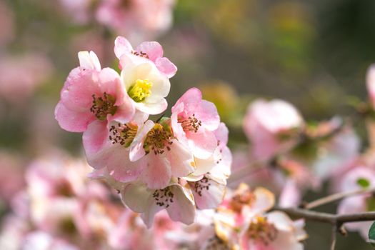 Spring flowers of the Japan quince on the long branches on a light background on a clear day.