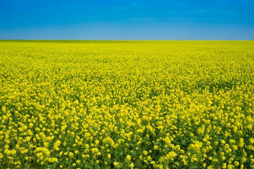 Rapeseed fields in Crimea. Beautiful scenery with yellow flowers.