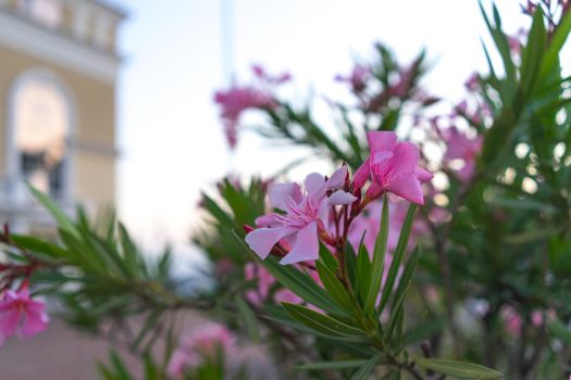 Pink oleander flowers on a blurred urban background. Sochi, Russia