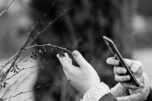 girl's hand with a smartphone taking pictures of a branch of barberry with small berries.