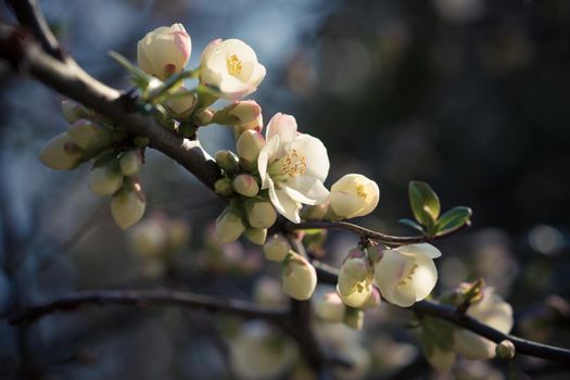 A branch with delicate white flowers on a dark background