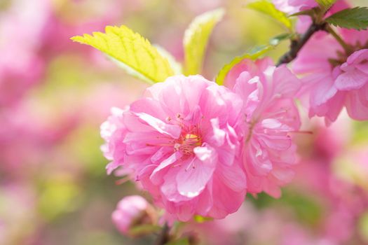 Macro photo of nature pink sakura flowers. Texture background blooming pink sakura flower. Images of the flower Japanese Sakura with pink buds.