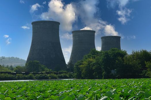 Lotus lake on the background of pipes of a thermal power plant. Artem, Primorsky Krai