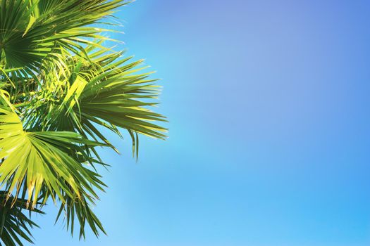 The tops of the palm trees with fan shaped leaves on a clear blue sky