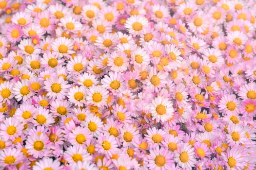 Floral background flower pink chrysanthemum in the garden bed.