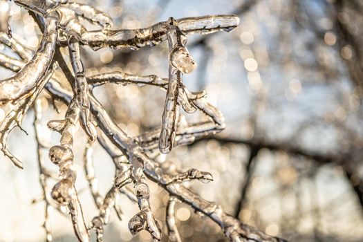 Natural background with ice crystals on plants after an icy rain.