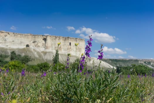 Natural landscape with beautiful purple flowers on white rock background and blue sky.