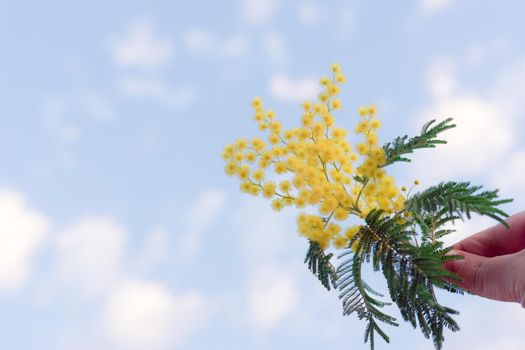 A branch of acacia silver against the blue sky.