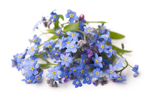 Forget me not, little flowers in heart shape, isolated on white