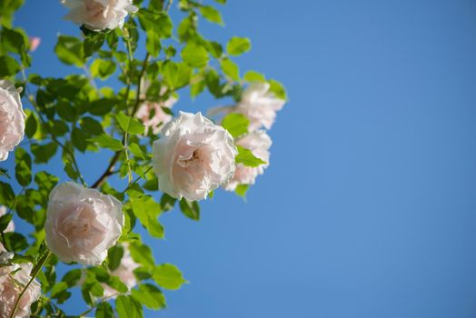 roses against blue sky. Rose Garden in the Prague