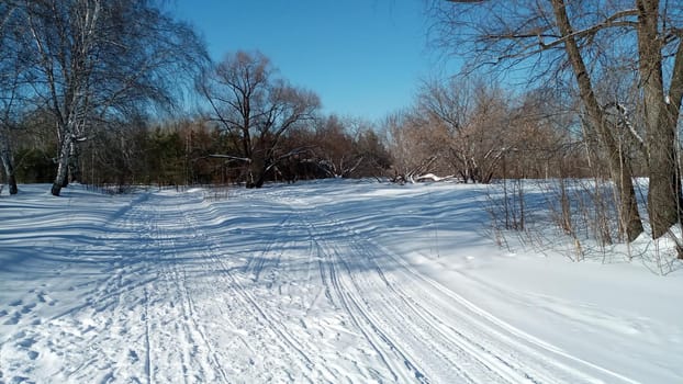 Winter forest, park. Birch trees in the snow, illuminated by the sun. Beautiful natural background.