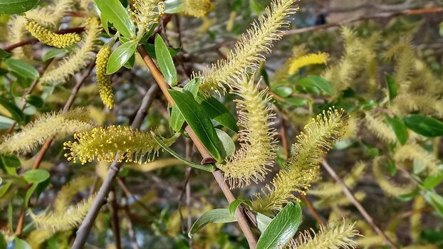 Close-up, brush of willow in early spring. Yellow stamens on the branches. Background, pattern natural.