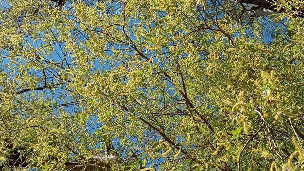 Close-up, brush of willow in early spring. Yellow stamens on the branches. Background, pattern natural.