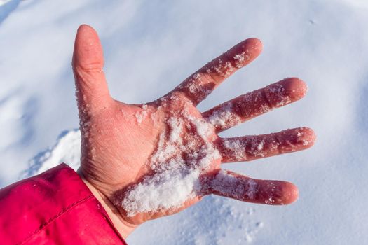 A man holds a handful of fresh snow in a palm frozen from the cold in winter