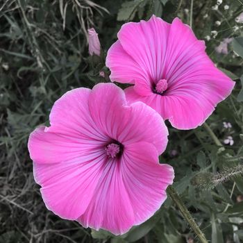 Two round pink flowers, The background is made less saturated