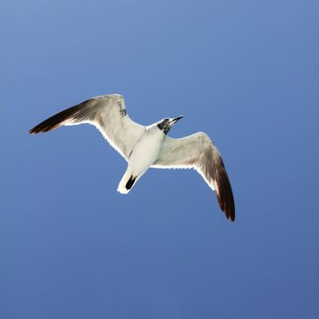 A single flying seagull against a clear blue sky