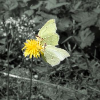 Two yellow butterflies on a yellow flower. The background is made less saturated, so the subject stands out better