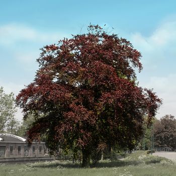 Big red beech tree, standing alone in a field