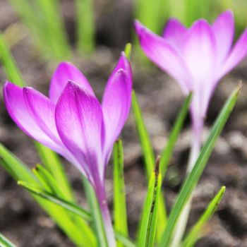 A close up of two purple crocus flowers