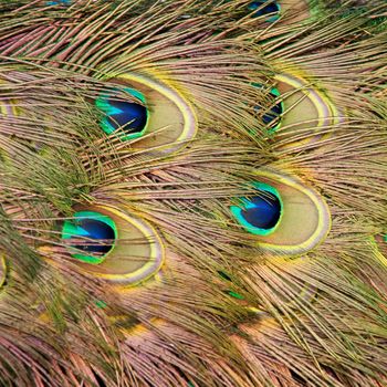 The tail feathers of a peacock