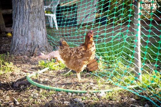 Ecological hens eating in the field outdoors. No people